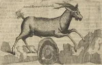 An illustration from Museum Museorum, Oder Vollständige Schau-Bühne Aller Materialien und Specereÿen: Nebst deren Natürlichen Beschreibung/ Election, Nutzen und Gebrauch/ Aus andern Material- Kunst- und Naturalien-Kammern/ Oost- und West-Indischen Reiß-Beschreibungen/ Curiosen Zeit- und Tag-Registern/ Natur- und Artzney-Kündigern/ wie auch selbst-eigenen Erfahrung ... (1704)