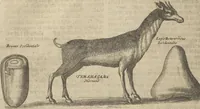 An illustration from Museum Museorum, Oder Vollständige Schau-Bühne Aller Materialien und Specereÿen: Nebst deren Natürlichen Beschreibung/ Election, Nutzen und Gebrauch/ Aus andern Material- Kunst- und Naturalien-Kammern/ Oost- und West-Indischen Reiß-Beschreibungen/ Curiosen Zeit- und Tag-Registern/ Natur- und Artzney-Kündigern/ wie auch selbst-eigenen Erfahrung ... (1704)