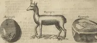 An illustration from Museum Museorum, Oder Vollständige Schau-Bühne Aller Materialien und Specereÿen: Nebst deren Natürlichen Beschreibung/ Election, Nutzen und Gebrauch/ Aus andern Material- Kunst- und Naturalien-Kammern/ Oost- und West-Indischen Reiß-Beschreibungen/ Curiosen Zeit- und Tag-Registern/ Natur- und Artzney-Kündigern/ wie auch selbst-eigenen Erfahrung ... (1704)