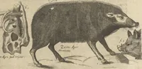 An illustration from Museum Museorum, Oder Vollständige Schau-Bühne Aller Materialien und Specereÿen: Nebst deren Natürlichen Beschreibung/ Election, Nutzen und Gebrauch/ Aus andern Material- Kunst- und Naturalien-Kammern/ Oost- und West-Indischen Reiß-Beschreibungen/ Curiosen Zeit- und Tag-Registern/ Natur- und Artzney-Kündigern/ wie auch selbst-eigenen Erfahrung ... (1704)