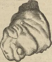 Picture 7 of 284 from Museum Museorum, Oder Vollständige Schau-Bühne Aller Materialien und Specereÿen: Nebst deren Natürlichen Beschreibung/ Election, Nutzen und Gebrauch/ Aus andern Material- Kunst- und Naturalien-Kammern/ Oost- und West-Indischen Reiß-Beschreibungen/ Curiosen Zeit- und Tag-Registern/ Natur- und Artzney-Kündigern/ wie auch selbst-eigenen Erfahrung ... (1704), leaf 49