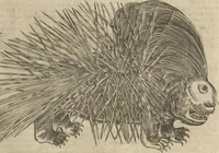 An illustration from Museum Museorum, Oder Vollständige Schau-Bühne Aller Materialien und Specereÿen: Nebst deren Natürlichen Beschreibung/ Election, Nutzen und Gebrauch/ Aus andern Material- Kunst- und Naturalien-Kammern/ Oost- und West-Indischen Reiß-Beschreibungen/ Curiosen Zeit- und Tag-Registern/ Natur- und Artzney-Kündigern/ wie auch selbst-eigenen Erfahrung ... (1704)