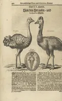 An illustration from Museum Museorum, Oder Vollständige Schau-Bühne Aller Materialien und Specereÿen: Nebst deren Natürlichen Beschreibung/ Election, Nutzen und Gebrauch/ Aus andern Material- Kunst- und Naturalien-Kammern/ Oost- und West-Indischen Reiß-Beschreibungen/ Curiosen Zeit- und Tag-Registern/ Natur- und Artzney-Kündigern/ wie auch selbst-eigenen Erfahrung ... (1704)
