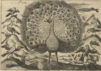 An illustration from Museum Museorum, Oder Vollständige Schau-Bühne Aller Materialien und Specereÿen: Nebst deren Natürlichen Beschreibung/ Election, Nutzen und Gebrauch/ Aus andern Material- Kunst- und Naturalien-Kammern/ Oost- und West-Indischen Reiß-Beschreibungen/ Curiosen Zeit- und Tag-Registern/ Natur- und Artzney-Kündigern/ wie auch selbst-eigenen Erfahrung ... (1704)