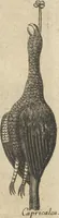 An illustration from Museum Museorum, Oder Vollständige Schau-Bühne Aller Materialien und Specereÿen: Nebst deren Natürlichen Beschreibung/ Election, Nutzen und Gebrauch/ Aus andern Material- Kunst- und Naturalien-Kammern/ Oost- und West-Indischen Reiß-Beschreibungen/ Curiosen Zeit- und Tag-Registern/ Natur- und Artzney-Kündigern/ wie auch selbst-eigenen Erfahrung ... (1704)