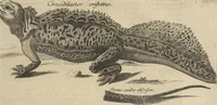 An illustration from Museum Museorum, Oder Vollständige Schau-Bühne Aller Materialien und Specereÿen: Nebst deren Natürlichen Beschreibung/ Election, Nutzen und Gebrauch/ Aus andern Material- Kunst- und Naturalien-Kammern/ Oost- und West-Indischen Reiß-Beschreibungen/ Curiosen Zeit- und Tag-Registern/ Natur- und Artzney-Kündigern/ wie auch selbst-eigenen Erfahrung ... (1704)