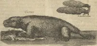 An illustration from Museum Museorum, Oder Vollständige Schau-Bühne Aller Materialien und Specereÿen: Nebst deren Natürlichen Beschreibung/ Election, Nutzen und Gebrauch/ Aus andern Material- Kunst- und Naturalien-Kammern/ Oost- und West-Indischen Reiß-Beschreibungen/ Curiosen Zeit- und Tag-Registern/ Natur- und Artzney-Kündigern/ wie auch selbst-eigenen Erfahrung ... (1704)