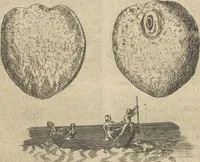 An illustration from Museum Museorum, Oder Vollständige Schau-Bühne Aller Materialien und Specereÿen: Nebst deren Natürlichen Beschreibung/ Election, Nutzen und Gebrauch/ Aus andern Material- Kunst- und Naturalien-Kammern/ Oost- und West-Indischen Reiß-Beschreibungen/ Curiosen Zeit- und Tag-Registern/ Natur- und Artzney-Kündigern/ wie auch selbst-eigenen Erfahrung ... (1704)