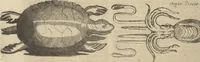 An illustration from Museum Museorum, Oder Vollständige Schau-Bühne Aller Materialien und Specereÿen: Nebst deren Natürlichen Beschreibung/ Election, Nutzen und Gebrauch/ Aus andern Material- Kunst- und Naturalien-Kammern/ Oost- und West-Indischen Reiß-Beschreibungen/ Curiosen Zeit- und Tag-Registern/ Natur- und Artzney-Kündigern/ wie auch selbst-eigenen Erfahrung ... (1704)