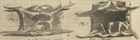 An illustration from Museum Museorum, Oder Vollständige Schau-Bühne Aller Materialien und Specereÿen: Nebst deren Natürlichen Beschreibung/ Election, Nutzen und Gebrauch/ Aus andern Material- Kunst- und Naturalien-Kammern/ Oost- und West-Indischen Reiß-Beschreibungen/ Curiosen Zeit- und Tag-Registern/ Natur- und Artzney-Kündigern/ wie auch selbst-eigenen Erfahrung ... (1704)