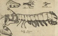 An illustration from Museum Museorum, Oder Vollständige Schau-Bühne Aller Materialien und Specereÿen: Nebst deren Natürlichen Beschreibung/ Election, Nutzen und Gebrauch/ Aus andern Material- Kunst- und Naturalien-Kammern/ Oost- und West-Indischen Reiß-Beschreibungen/ Curiosen Zeit- und Tag-Registern/ Natur- und Artzney-Kündigern/ wie auch selbst-eigenen Erfahrung ... (1704)