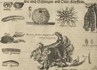 An illustration from Museum Museorum, Oder Vollständige Schau-Bühne Aller Materialien und Specereÿen: Nebst deren Natürlichen Beschreibung/ Election, Nutzen und Gebrauch/ Aus andern Material- Kunst- und Naturalien-Kammern/ Oost- und West-Indischen Reiß-Beschreibungen/ Curiosen Zeit- und Tag-Registern/ Natur- und Artzney-Kündigern/ wie auch selbst-eigenen Erfahrung ... (1704)