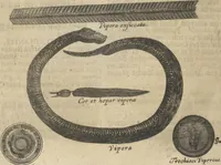 An illustration from Museum Museorum, Oder Vollständige Schau-Bühne Aller Materialien und Specereÿen: Nebst deren Natürlichen Beschreibung/ Election, Nutzen und Gebrauch/ Aus andern Material- Kunst- und Naturalien-Kammern/ Oost- und West-Indischen Reiß-Beschreibungen/ Curiosen Zeit- und Tag-Registern/ Natur- und Artzney-Kündigern/ wie auch selbst-eigenen Erfahrung ... (1704)