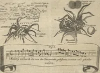 An illustration from Museum Museorum, Oder Vollständige Schau-Bühne Aller Materialien und Specereÿen: Nebst deren Natürlichen Beschreibung/ Election, Nutzen und Gebrauch/ Aus andern Material- Kunst- und Naturalien-Kammern/ Oost- und West-Indischen Reiß-Beschreibungen/ Curiosen Zeit- und Tag-Registern/ Natur- und Artzney-Kündigern/ wie auch selbst-eigenen Erfahrung ... (1704)