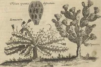 An illustration from Museum Museorum, Oder Vollständige Schau-Bühne Aller Materialien und Specereÿen: Nebst deren Natürlichen Beschreibung/ Election, Nutzen und Gebrauch/ Aus andern Material- Kunst- und Naturalien-Kammern/ Oost- und West-Indischen Reiß-Beschreibungen/ Curiosen Zeit- und Tag-Registern/ Natur- und Artzney-Kündigern/ wie auch selbst-eigenen Erfahrung ... (1704)