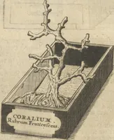 Picture 266 of 284 from Museum Museorum, Oder Vollständige Schau-Bühne Aller Materialien und Specereÿen: Nebst deren Natürlichen Beschreibung/ Election, Nutzen und Gebrauch/ Aus andern Material- Kunst- und Naturalien-Kammern/ Oost- und West-Indischen Reiß-Beschreibungen/ Curiosen Zeit- und Tag-Registern/ Natur- und Artzney-Kündigern/ wie auch selbst-eigenen Erfahrung ... (1704), leaf 577