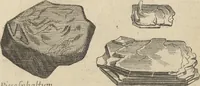 An illustration from Museum Museorum, Oder Vollständige Schau-Bühne Aller Materialien und Specereÿen: Nebst deren Natürlichen Beschreibung/ Election, Nutzen und Gebrauch/ Aus andern Material- Kunst- und Naturalien-Kammern/ Oost- und West-Indischen Reiß-Beschreibungen/ Curiosen Zeit- und Tag-Registern/ Natur- und Artzney-Kündigern/ wie auch selbst-eigenen Erfahrung ... (1704)
