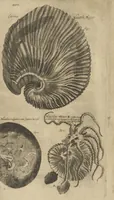 An illustration from Museum Museorum, Oder Vollständige Schau-Bühne Aller Materialien und Specereÿen: Nebst deren Natürlichen Beschreibung/ Election, Nutzen und Gebrauch/ Aus andern Material- Kunst- und Naturalien-Kammern/ Oost- und West-Indischen Reiß-Beschreibungen/ Curiosen Zeit- und Tag-Registern/ Natur- und Artzney-Kündigern/ wie auch selbst-eigenen Erfahrung ... (1704)