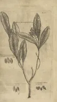 An illustration from Museum Museorum, Oder Vollständige Schau-Bühne Aller Materialien und Specereÿen: Nebst deren Natürlichen Beschreibung/ Election, Nutzen und Gebrauch/ Aus andern Material- Kunst- und Naturalien-Kammern/ Oost- und West-Indischen Reiß-Beschreibungen/ Curiosen Zeit- und Tag-Registern/ Natur- und Artzney-Kündigern/ wie auch selbst-eigenen Erfahrung ... (1704)