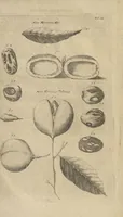 An illustration from Museum Museorum, Oder Vollständige Schau-Bühne Aller Materialien und Specereÿen: Nebst deren Natürlichen Beschreibung/ Election, Nutzen und Gebrauch/ Aus andern Material- Kunst- und Naturalien-Kammern/ Oost- und West-Indischen Reiß-Beschreibungen/ Curiosen Zeit- und Tag-Registern/ Natur- und Artzney-Kündigern/ wie auch selbst-eigenen Erfahrung ... (1704)