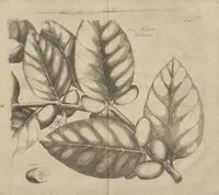 An illustration from Museum Museorum, Oder Vollständige Schau-Bühne Aller Materialien und Specereÿen: Nebst deren Natürlichen Beschreibung/ Election, Nutzen und Gebrauch/ Aus andern Material- Kunst- und Naturalien-Kammern/ Oost- und West-Indischen Reiß-Beschreibungen/ Curiosen Zeit- und Tag-Registern/ Natur- und Artzney-Kündigern/ wie auch selbst-eigenen Erfahrung ... (1704)