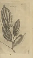 An illustration from Museum Museorum, Oder Vollständige Schau-Bühne Aller Materialien und Specereÿen: Nebst deren Natürlichen Beschreibung/ Election, Nutzen und Gebrauch/ Aus andern Material- Kunst- und Naturalien-Kammern/ Oost- und West-Indischen Reiß-Beschreibungen/ Curiosen Zeit- und Tag-Registern/ Natur- und Artzney-Kündigern/ wie auch selbst-eigenen Erfahrung ... (1704)