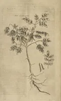 An illustration from Museum Museorum, Oder Vollständige Schau-Bühne Aller Materialien und Specereÿen: Nebst deren Natürlichen Beschreibung/ Election, Nutzen und Gebrauch/ Aus andern Material- Kunst- und Naturalien-Kammern/ Oost- und West-Indischen Reiß-Beschreibungen/ Curiosen Zeit- und Tag-Registern/ Natur- und Artzney-Kündigern/ wie auch selbst-eigenen Erfahrung ... (1704)
