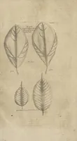 An illustration from Museum Museorum, Oder Vollständige Schau-Bühne Aller Materialien und Specereÿen: Nebst deren Natürlichen Beschreibung/ Election, Nutzen und Gebrauch/ Aus andern Material- Kunst- und Naturalien-Kammern/ Oost- und West-Indischen Reiß-Beschreibungen/ Curiosen Zeit- und Tag-Registern/ Natur- und Artzney-Kündigern/ wie auch selbst-eigenen Erfahrung ... (1704)