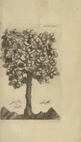 An illustration from Museum Museorum, Oder Vollständige Schau-Bühne Aller Materialien und Specereÿen: Nebst deren Natürlichen Beschreibung/ Election, Nutzen und Gebrauch/ Aus andern Material- Kunst- und Naturalien-Kammern/ Oost- und West-Indischen Reiß-Beschreibungen/ Curiosen Zeit- und Tag-Registern/ Natur- und Artzney-Kündigern/ wie auch selbst-eigenen Erfahrung ... (1704)