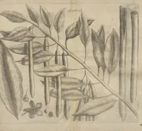 An illustration from Museum Museorum, Oder Vollständige Schau-Bühne Aller Materialien und Specereÿen: Nebst deren Natürlichen Beschreibung/ Election, Nutzen und Gebrauch/ Aus andern Material- Kunst- und Naturalien-Kammern/ Oost- und West-Indischen Reiß-Beschreibungen/ Curiosen Zeit- und Tag-Registern/ Natur- und Artzney-Kündigern/ wie auch selbst-eigenen Erfahrung ... (1704)
