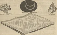 Picture 19 of 284 from Museum Museorum, Oder Vollständige Schau-Bühne Aller Materialien und Specereÿen: Nebst deren Natürlichen Beschreibung/ Election, Nutzen und Gebrauch/ Aus andern Material- Kunst- und Naturalien-Kammern/ Oost- und West-Indischen Reiß-Beschreibungen/ Curiosen Zeit- und Tag-Registern/ Natur- und Artzney-Kündigern/ wie auch selbst-eigenen Erfahrung ... (1704), leaf 79