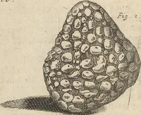 An illustration from Museum Museorum, Oder Vollständige Schau-Bühne Aller Materialien und Specereÿen: Nebst deren Natürlichen Beschreibung/ Election, Nutzen und Gebrauch/ Aus andern Material- Kunst- und Naturalien-Kammern/ Oost- und West-Indischen Reiß-Beschreibungen/ Curiosen Zeit- und Tag-Registern/ Natur- und Artzney-Kündigern/ wie auch selbst-eigenen Erfahrung ... (1704)