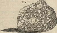 An illustration from Museum Museorum, Oder Vollständige Schau-Bühne Aller Materialien und Specereÿen: Nebst deren Natürlichen Beschreibung/ Election, Nutzen und Gebrauch/ Aus andern Material- Kunst- und Naturalien-Kammern/ Oost- und West-Indischen Reiß-Beschreibungen/ Curiosen Zeit- und Tag-Registern/ Natur- und Artzney-Kündigern/ wie auch selbst-eigenen Erfahrung ... (1704)