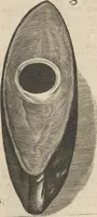 An illustration from Museum Museorum, Oder Vollständige Schau-Bühne Aller Materialien und Specereÿen: Nebst deren Natürlichen Beschreibung/ Election, Nutzen und Gebrauch/ Aus andern Material- Kunst- und Naturalien-Kammern/ Oost- und West-Indischen Reiß-Beschreibungen/ Curiosen Zeit- und Tag-Registern/ Natur- und Artzney-Kündigern/ wie auch selbst-eigenen Erfahrung ... (1704)