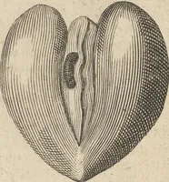 An illustration from Museum Museorum, Oder Vollständige Schau-Bühne Aller Materialien und Specereÿen: Nebst deren Natürlichen Beschreibung/ Election, Nutzen und Gebrauch/ Aus andern Material- Kunst- und Naturalien-Kammern/ Oost- und West-Indischen Reiß-Beschreibungen/ Curiosen Zeit- und Tag-Registern/ Natur- und Artzney-Kündigern/ wie auch selbst-eigenen Erfahrung ... (1704)
