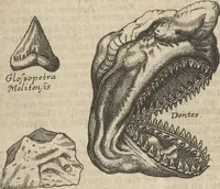 An illustration from Museum Museorum, Oder Vollständige Schau-Bühne Aller Materialien und Specereÿen: Nebst deren Natürlichen Beschreibung/ Election, Nutzen und Gebrauch/ Aus andern Material- Kunst- und Naturalien-Kammern/ Oost- und West-Indischen Reiß-Beschreibungen/ Curiosen Zeit- und Tag-Registern/ Natur- und Artzney-Kündigern/ wie auch selbst-eigenen Erfahrung ... (1704)