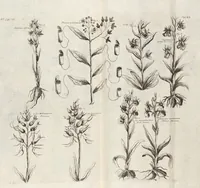 Picture 26 of 88 from (Zweyter Theil) (1714), leaf 143