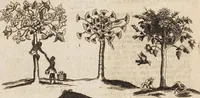 Picture 27 of 88 from (Zweyter Theil) (1714), leaf 146