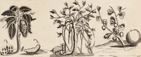 Picture 29 of 88 from (Zweyter Theil) (1714), leaf 148