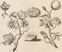 Picture 33 of 88 from (Zweyter Theil) (1714), leaf 156
