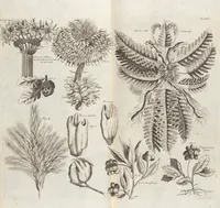 Picture 35 of 88 from (Zweyter Theil) (1714), leaf 160