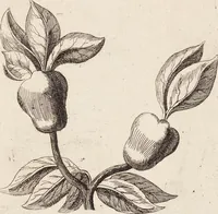 Picture 36 of 88 from (Zweyter Theil) (1714), leaf 162