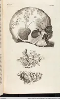 Picture 37 of 88 from (Zweyter Theil) (1714), leaf 164