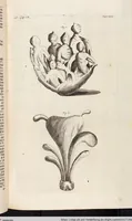 Picture 39 of 88 from (Zweyter Theil) (1714), leaf 168