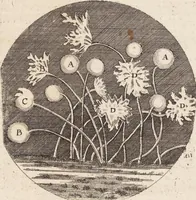Picture 40 of 88 from (Zweyter Theil) (1714), leaf 170