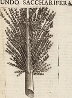 Picture 42 of 88 from (Zweyter Theil) (1714), leaf 178