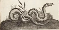 Picture 46 of 88 from (Zweyter Theil) (1714), leaf 210