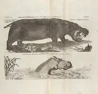 Picture 50 of 88 from (Zweyter Theil) (1714), leaf 215