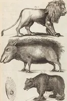 Picture 51 of 88 from (Zweyter Theil) (1714), leaf 219