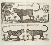 Picture 53 of 88 from (Zweyter Theil) (1714), leaf 224